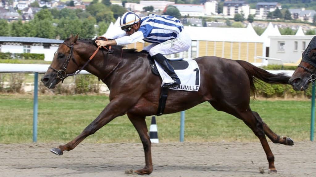 voici notre cheval de base du tiercé-quarté-quinté+ du jour. Ce choix est basé sur l'étude du Quinté par un expert spécialiste des courses PMU.