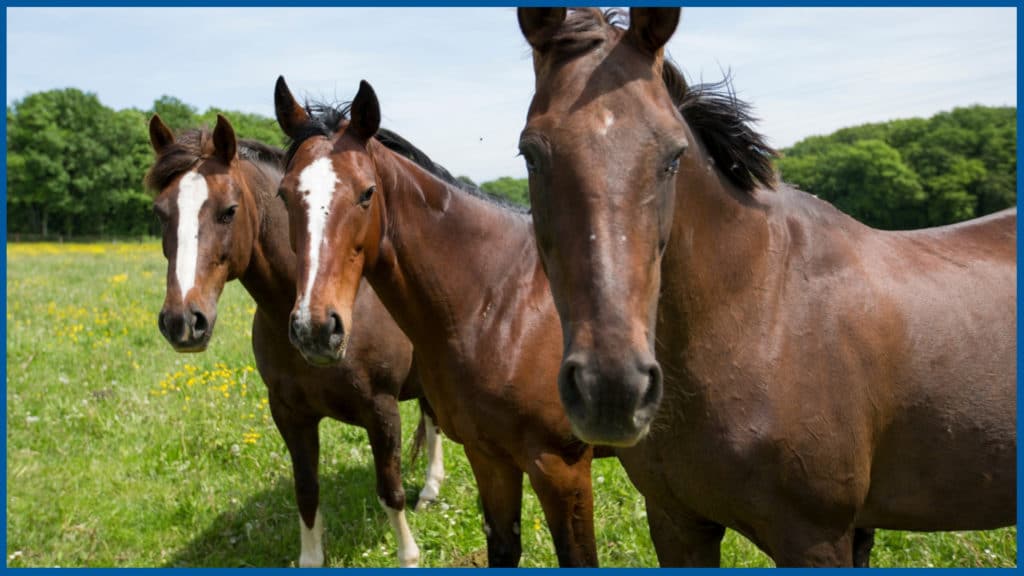 Chevaux délaissés par la presse hippique. Photo : la cote.ch