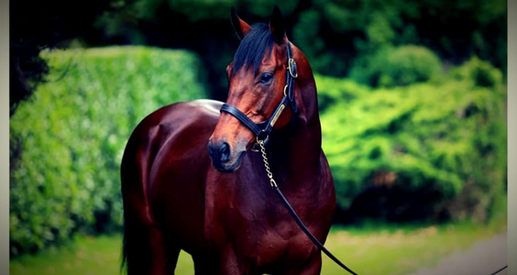 City Light : le meilleur étalon pour des chevaux sur 1400 mètres ? City Light : le meilleur étalon pour des chevaux sur 1400 mètres ?